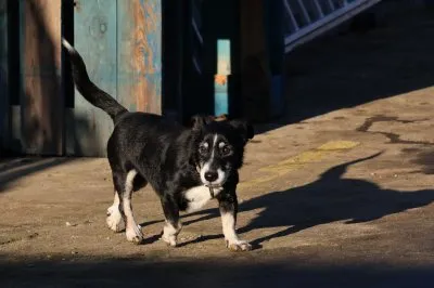 Pies do adopcji, Pabianice, 8 października 2025 (4/4)