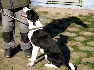 Pies do adopcji, Pabianice, 3 września 2025 (1/5)