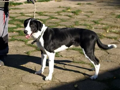 Pies do adopcji, Pabianice, 3 września 2025 (2/5)