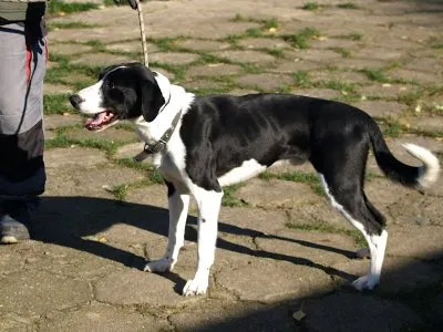 Pies do adopcji, Pabianice, 3 września 2025 (3/5)