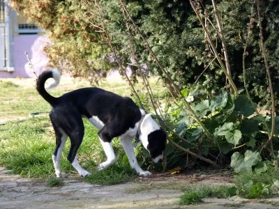 Pies do adopcji, Pabianice, 3 września 2025 (4/5)