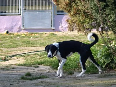 Pies do adopcji, Pabianice, 3 września 2025 (5/5)