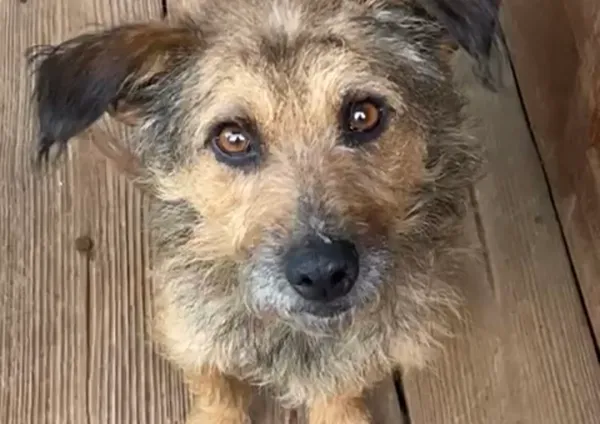 Pies do adopcji, Głowno, 4 listopada 2025 (1/3)