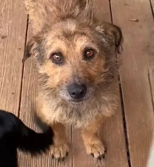 Pies do adopcji, Głowno, 4 listopada 2025 (3/3)