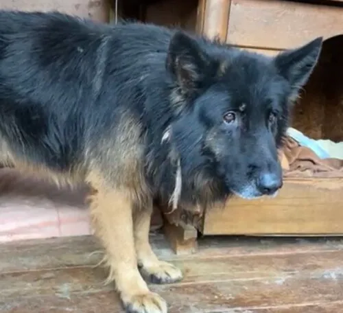 Pies do adopcji, Głowno, 4 listopada 2025 (1/3)