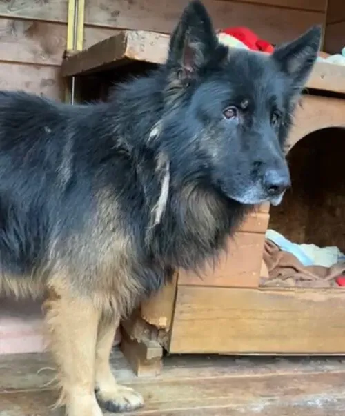 Pies do adopcji, Głowno, 4 listopada 2025 (2/3)