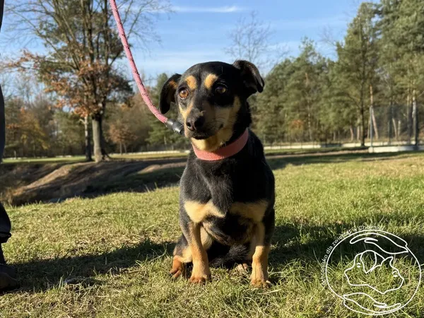 Pies do adopcji, Chełmek, 10 października 2025