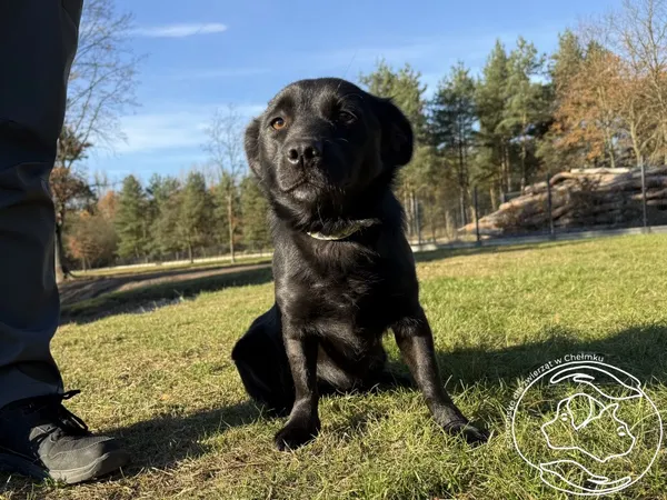 Pies do adopcji, Chełmek, 27 września 2025