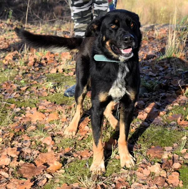 Znaleziono psa, Pieckowo, 4 listopada 2025 (1/5)