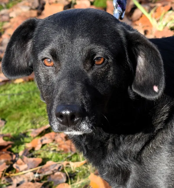 Znaleziono psa, Pieckowo, 4 listopada 2025 (1/5)