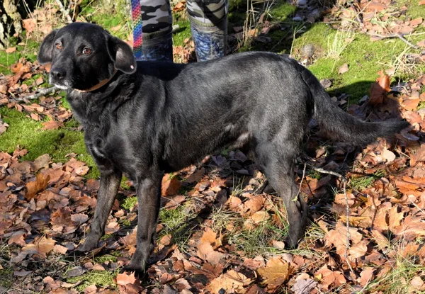 Znaleziono psa, Pieckowo, 4 listopada 2025 (2/5)