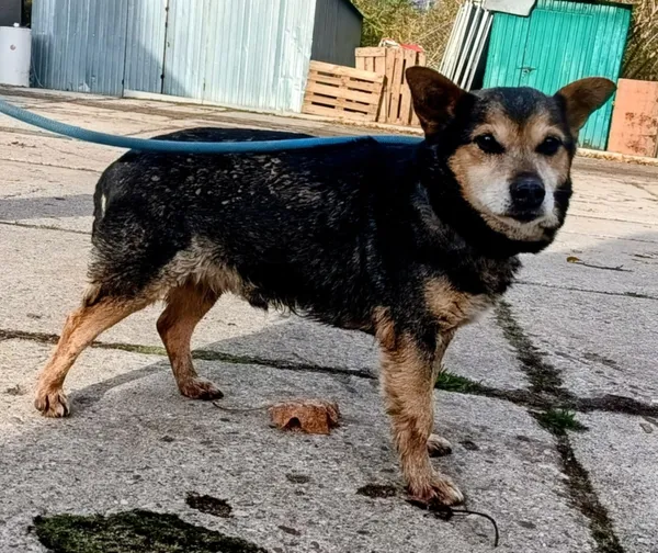 Znaleziono psa, Pieckowo, 4 listopada 2025 (1/2)