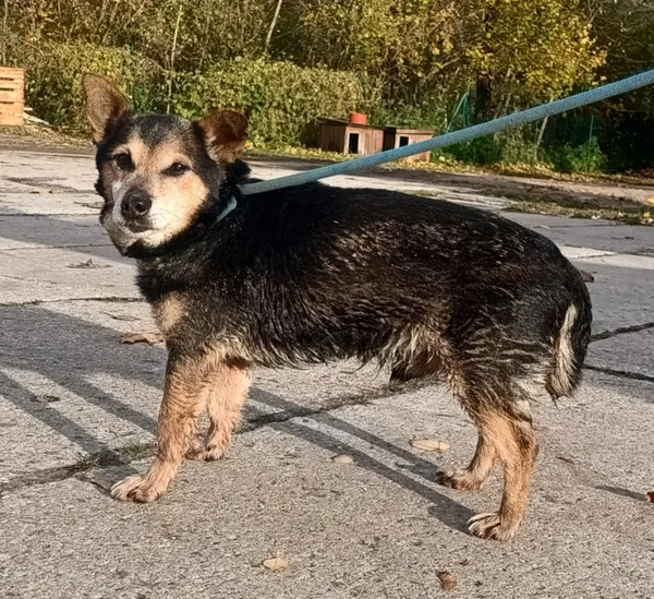 Znaleziono psa, Pieckowo, 4 listopada 2025 (2/2)