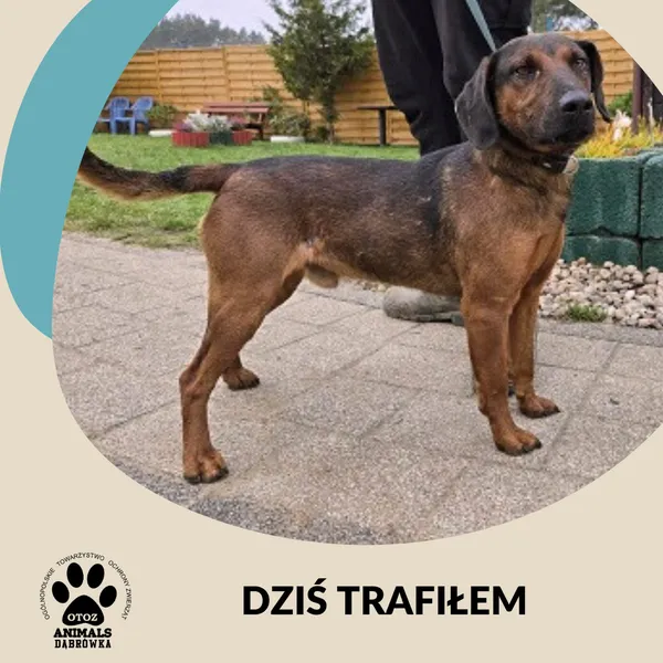 Znaleziono psa, Dąbrówka, 3 listopada 2025