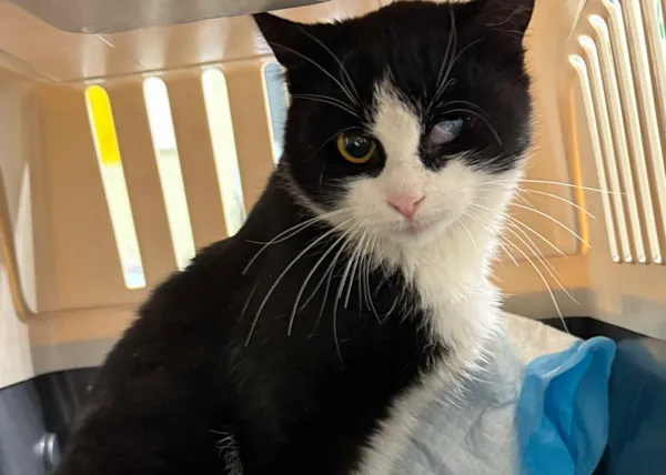 Znaleziono kota, Bydgoszcz, 3 listopada 2025