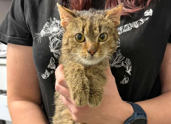 Znaleziono kota, Bydgoszcz, 3 listopada 2025