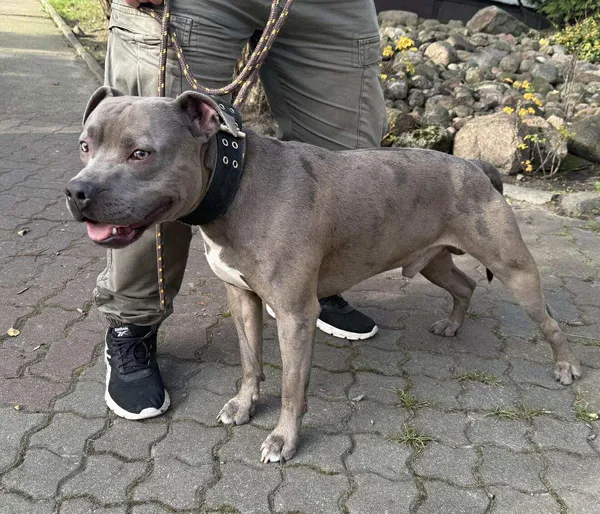 Znaleziono psa, Bydgoszcz, 3 listopada 2025