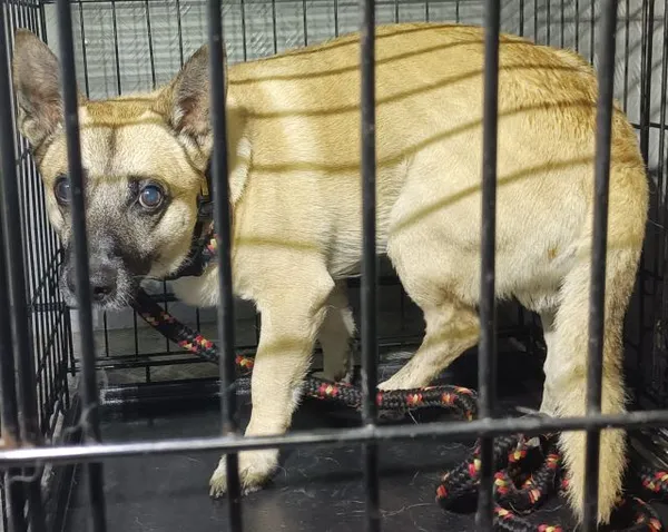 Znaleziono psa, Radom, 3 listopada 2025