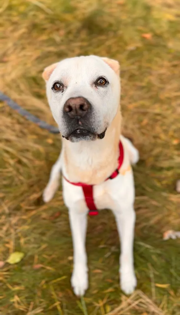 Pies do adopcji, Sosnowice, 5 sierpnia 2025 (1/5)