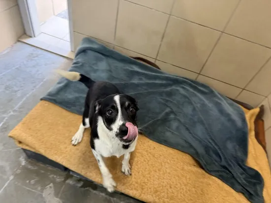 Pies do adopcji, Kraków, 21 października 2025