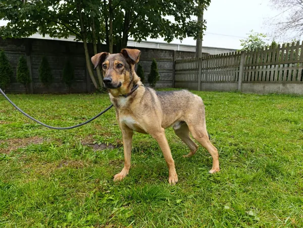 Pies do adopcji, Bełchatów, 25 maja 2023 (5/5)