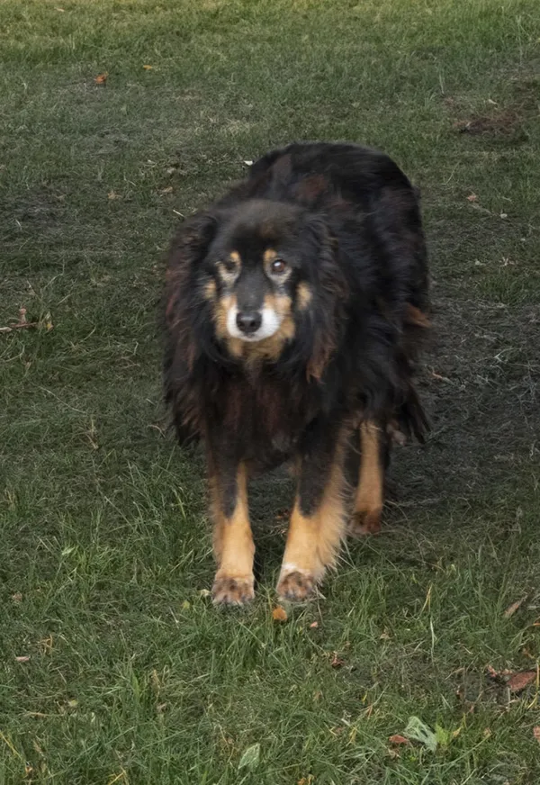 Pies do adopcji, Bełchatów, 26 sierpnia 2022 (1/3)