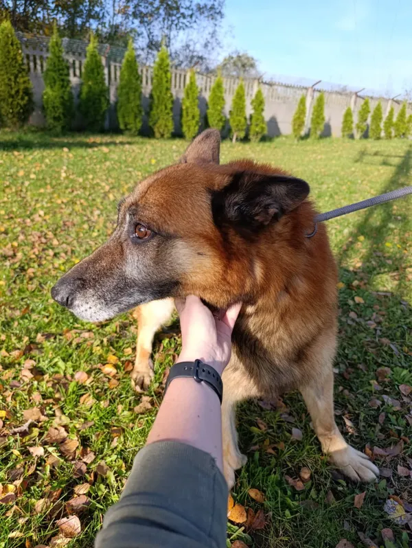 Pies do adopcji, Bełchatów, 11 września 2025 (3/5)