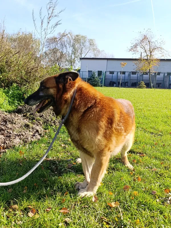 Pies do adopcji, Bełchatów, 11 września 2025 (5/5)