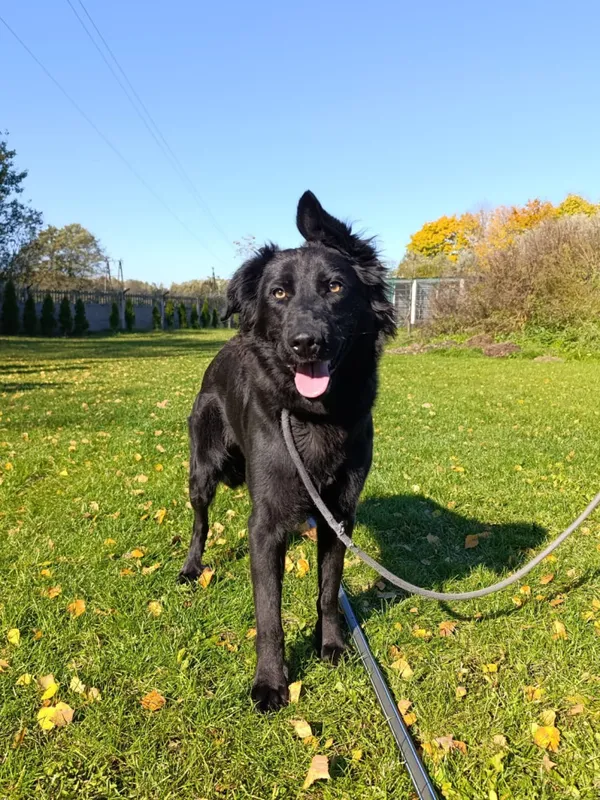 Pies do adopcji, Bełchatów, 25 sierpnia 2025 (3/5)