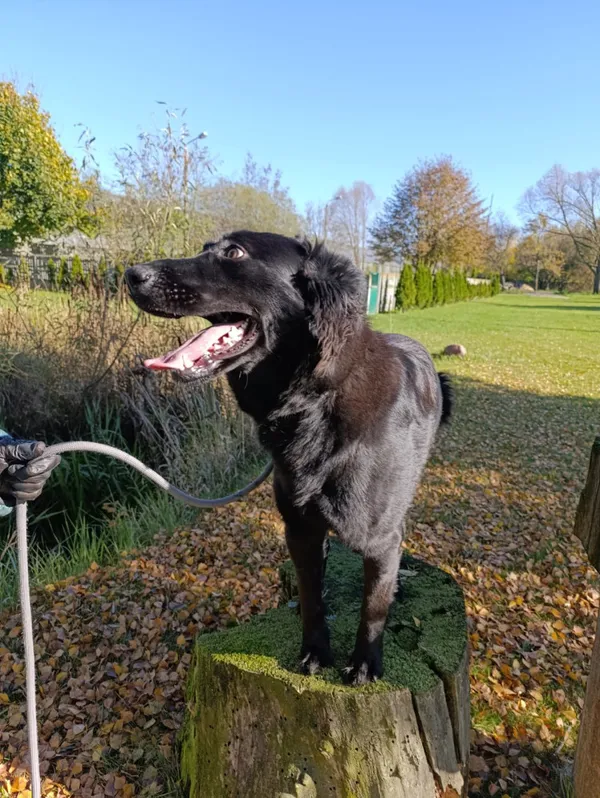 Pies do adopcji, Bełchatów, 25 sierpnia 2025 (4/5)