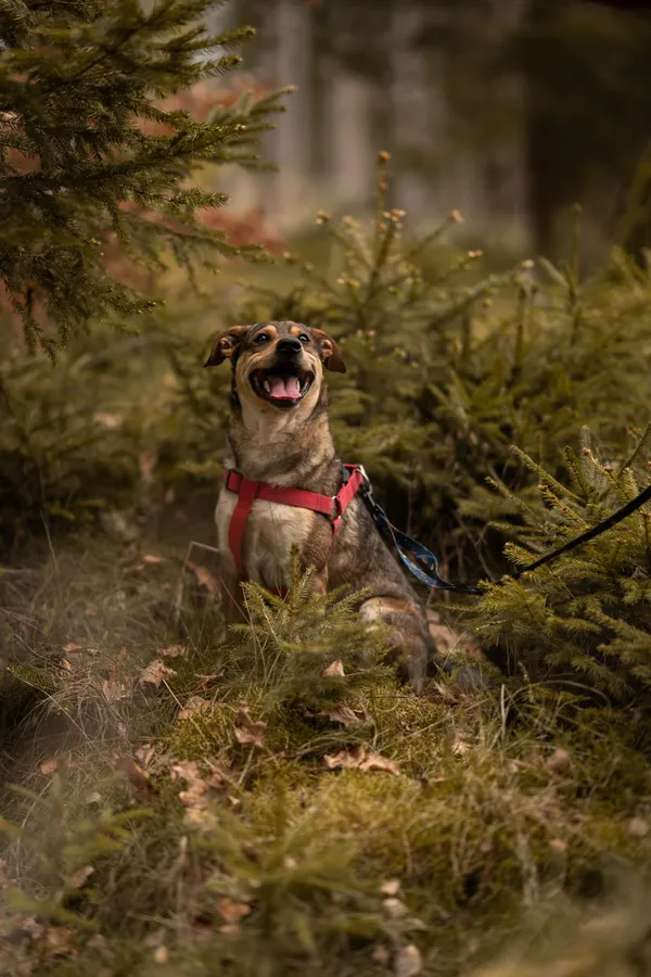 Pies do adopcji, Sosnowice, 20 marca 2025 (2/4)