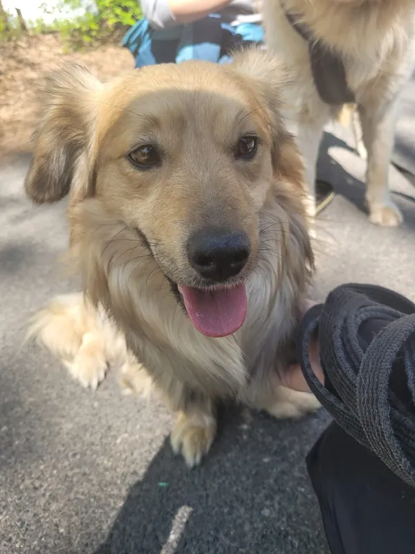 Pies do adopcji, Milanówek, 22 maja 2025 (1/5)