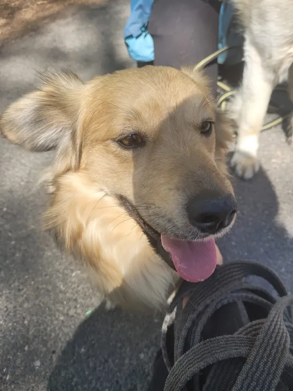 Pies do adopcji, Milanówek, 22 maja 2025 (2/5)