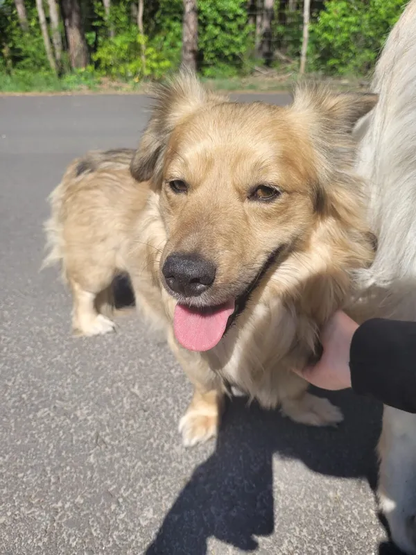 Pies do adopcji, Milanówek, 22 maja 2025 (3/5)