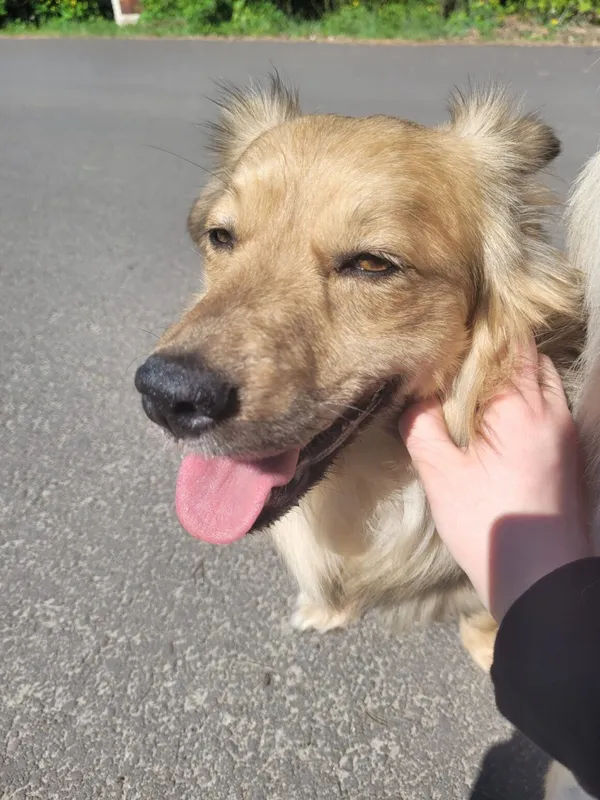 Pies do adopcji, Milanówek, 22 maja 2025 (4/5)