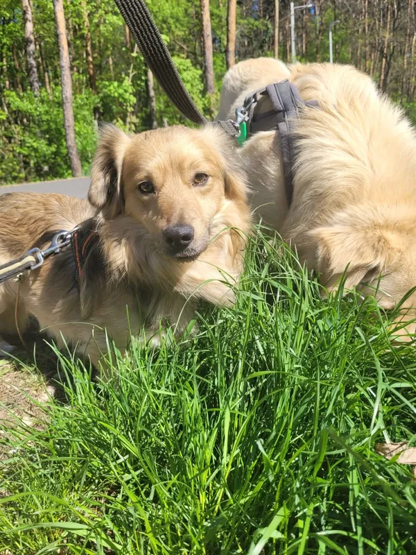 Pies do adopcji, Milanówek, 22 maja 2025 (5/5)