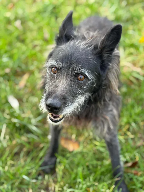 Pies do adopcji, Jelenia Góra, 23 września 2025 (3/3)