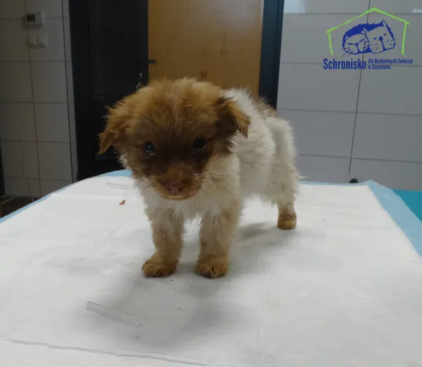 Pies do adopcji, Szczecin, 4 listopada 2025