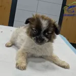 Pies do adopcji