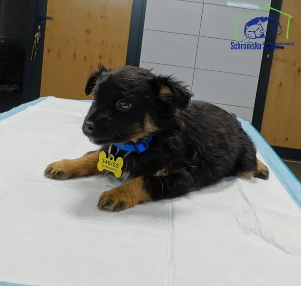 Pies do adopcji, Szczecin, 4 listopada 2025