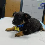 Pies do adopcji