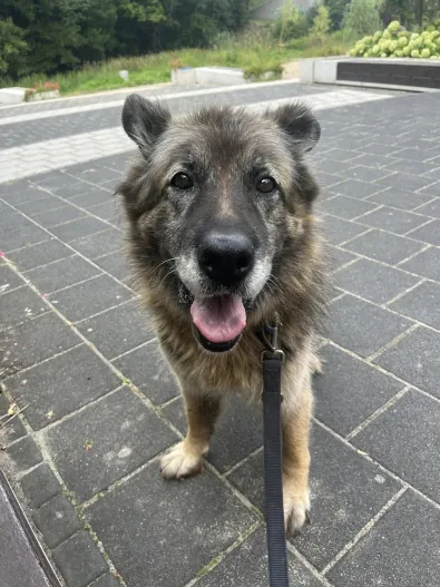 Pies do adopcji, Oborniki, 12 lipca 2025