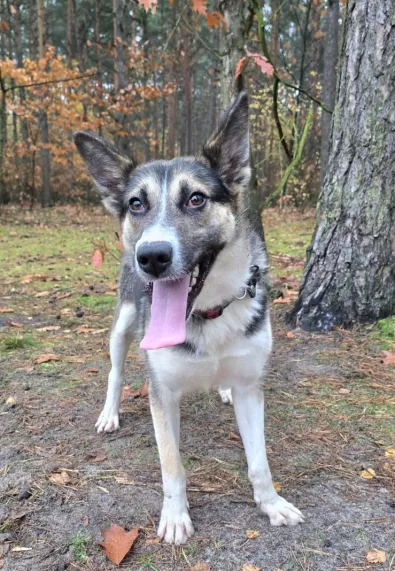 Pies do adopcji, Oborniki, 17 października 2025