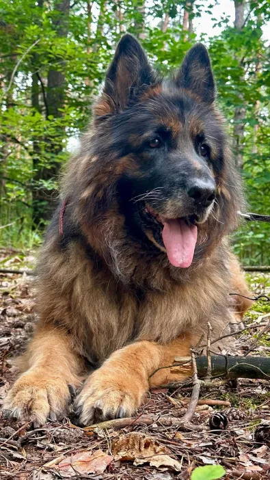 Pies do adopcji, Oborniki, 4 czerwca 2025