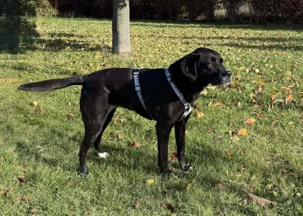 Znaleziono psa, Lublin, 30 października 2025