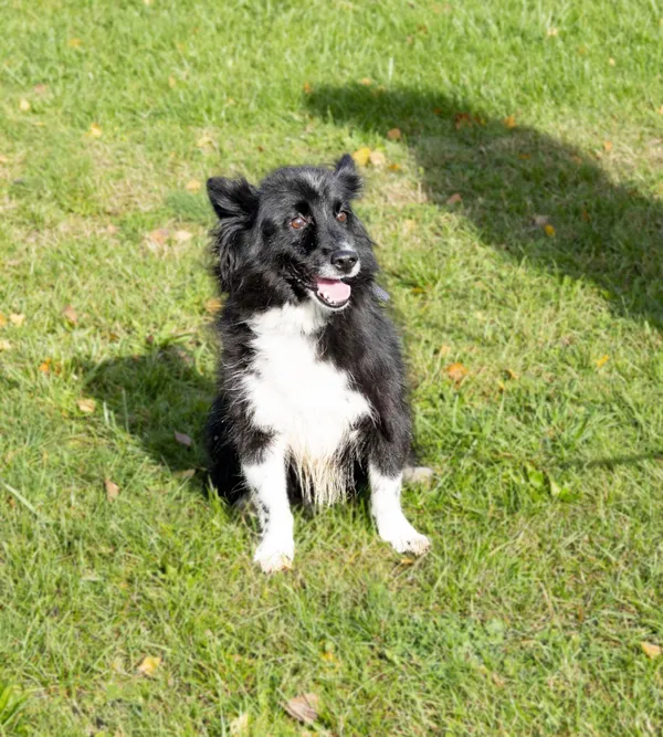 Pies do adopcji, Bełchatów, 19 lipca 2023 (1/5)