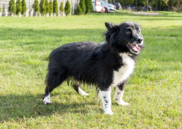 Pies do adopcji, Bełchatów, 19 lipca 2023 (3/5)