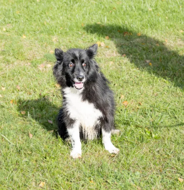 Pies do adopcji, Bełchatów, 19 lipca 2023 (4/5)