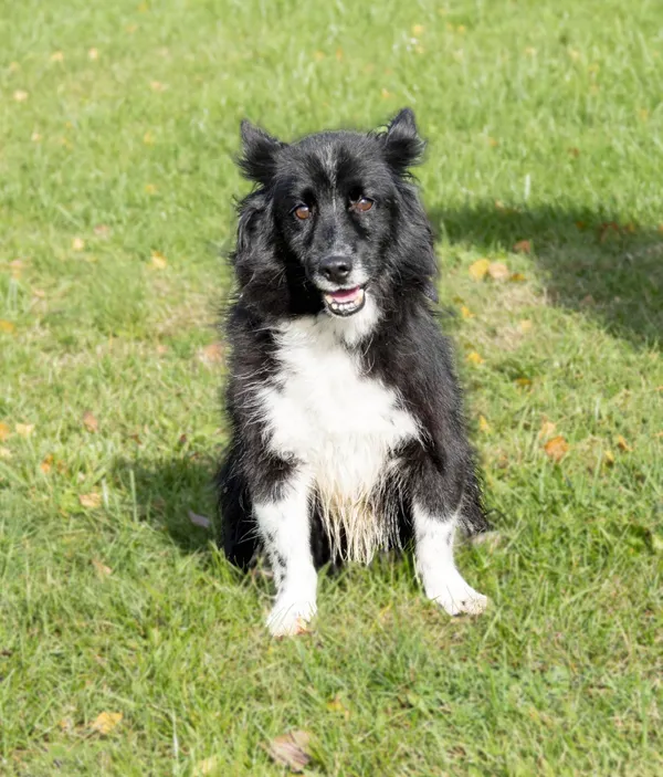 Pies do adopcji, Bełchatów, 19 lipca 2023 (5/5)