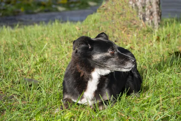 Pies do adopcji, Bełchatów, 29 listopada 2021 (3/5)